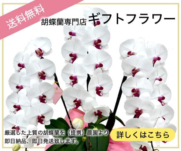 ブランド胡蝶蘭勢揃い【胡蝶蘭専門店ギフトフラワー】